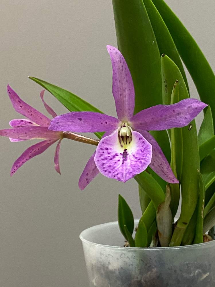 窓辺の画像 by hoshiho03さん | 窓辺と洋蘭とラン科とorchidとBrassocattleya Maikai 'Mayumi'と交配種と洋ランとBrassocattleyaと洋蘭交配種