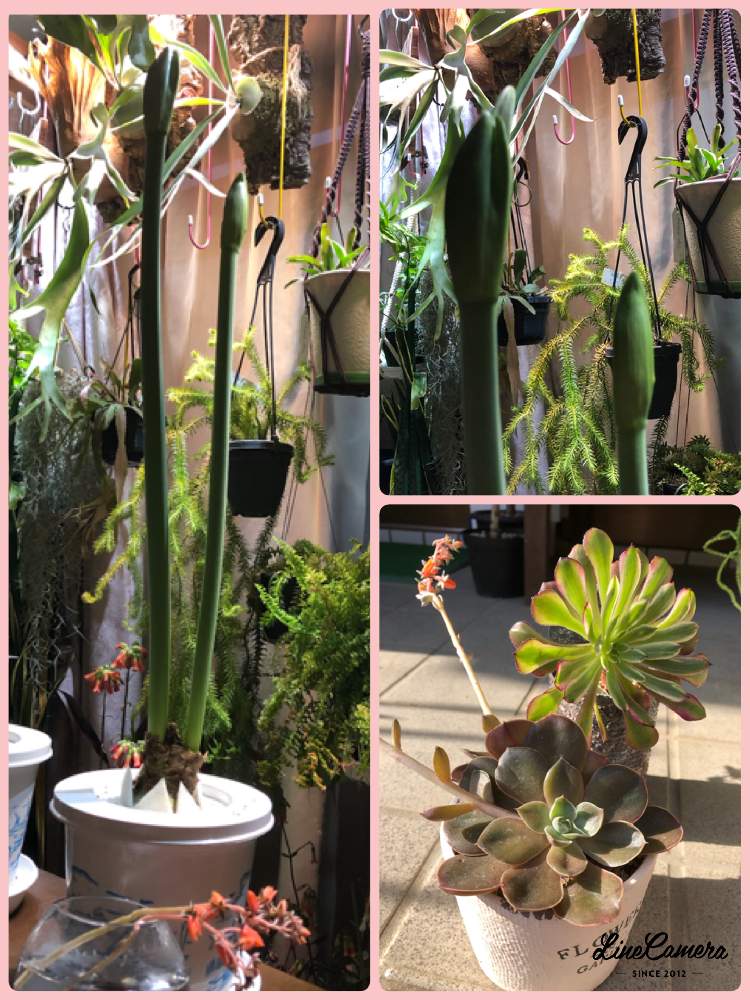 部屋の画像 by アマリリスさん | 部屋と多肉植物とHTCとキュンキュン乙女倶楽部と医療・介護の皆様に感謝とHTC.247とアマリリス鉢栽培とアマリリス♪とひやみかち首里城!とキュンキュン乙女倶楽部NO、230と花のある暮らしと広島市とたにおたくらぶとたにおたくらぶNO134