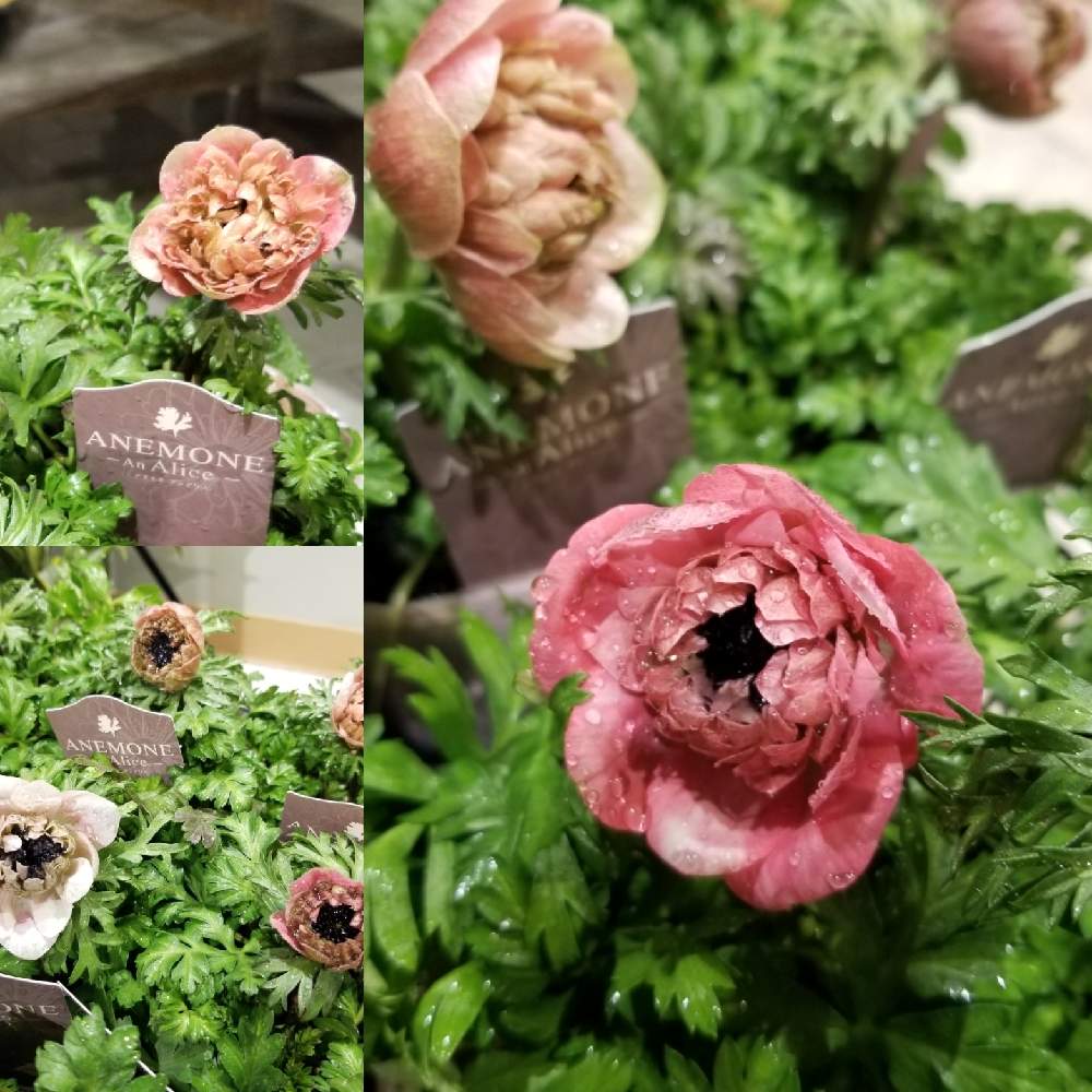 小さな庭の画像 by 市川園芸さん | 小さな庭と希少植物と希少種と珍しいと季節の花と希少品種とおうち園芸とアネモネアンアリスと花のある暮らしと アネモネ