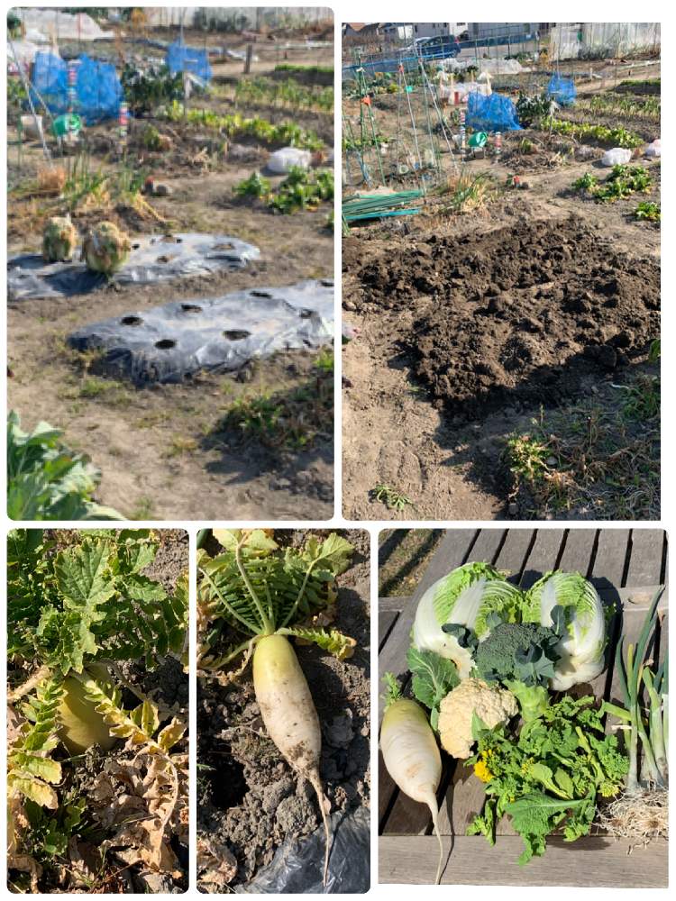 畑の画像 by にぬさん | 畑と大根と白菜と市民農園と野菜の収穫と家庭菜園奮闘日記