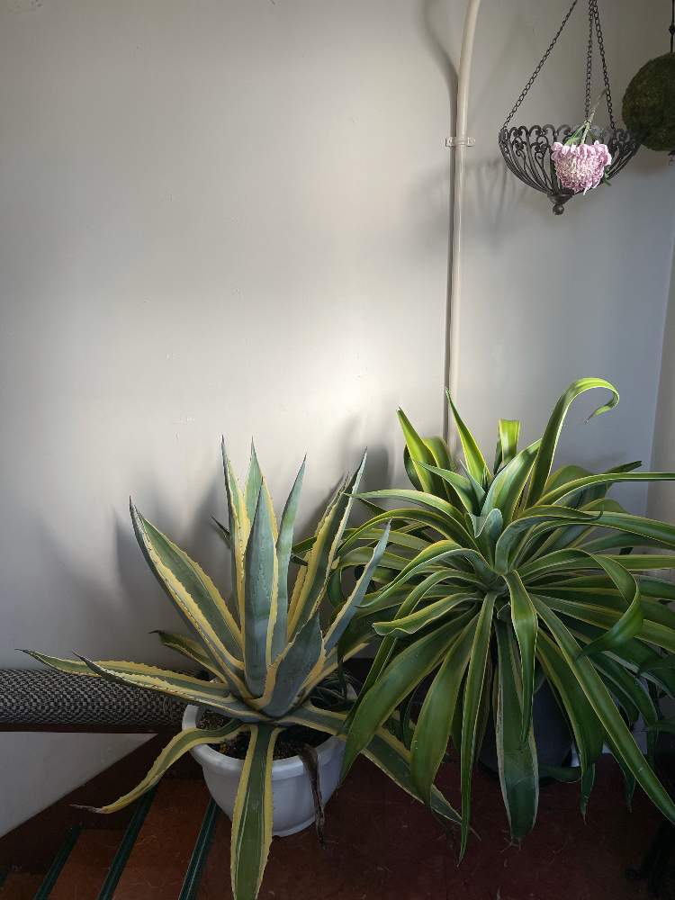 階段/廊下の画像 by Kondo Bldg.さん | 階段/廊下とレア植物と観葉植物とグリーンのある暮らしと屋上緑化とGS映えとレトロと観葉植物のある暮らしと珍奇植物と花のある暮らしとアガベ・アメリカーナとアガベ属