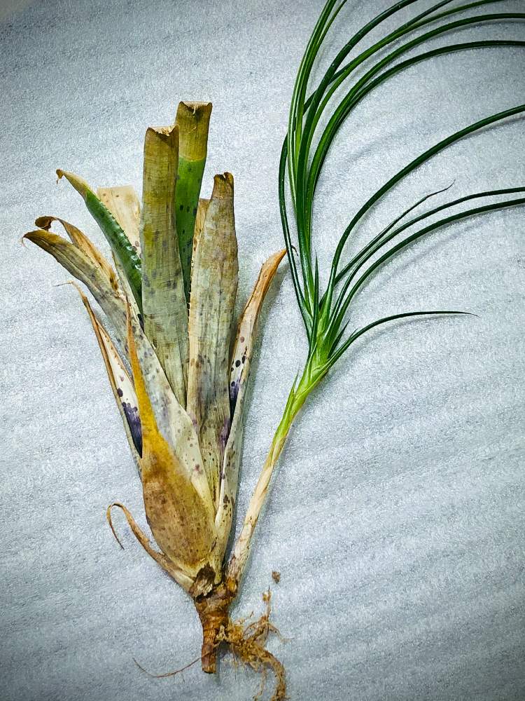 部屋の画像 by 月面旅行さん | 部屋とチランジア亜科とチランジア【エアプランツ】と植物のある暮らしとブロメリア亜科とティランジア亜科とブロメリア科とおうち園芸とチランジア属とネオレゲリア属とアナナス属とエアプランツとビザールプランツとエアープランツ/チランジア