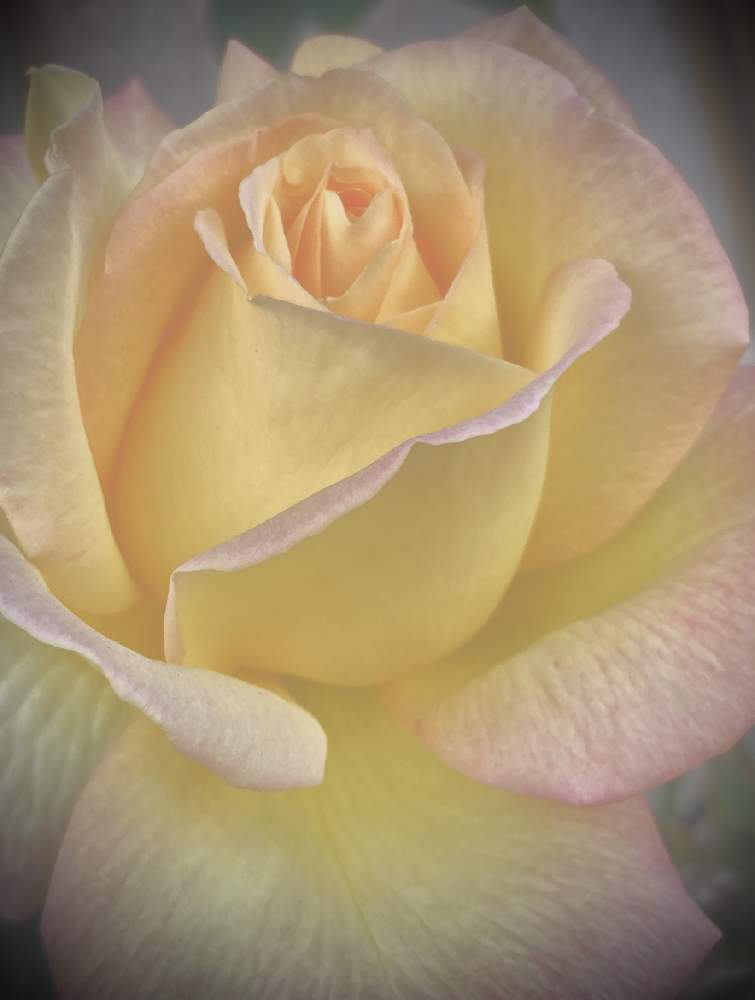 の画像 by かぶとさん | ばら バラ 薔薇とご近所さんの植物といつもの通り道と軒下と鉢植えととある店先