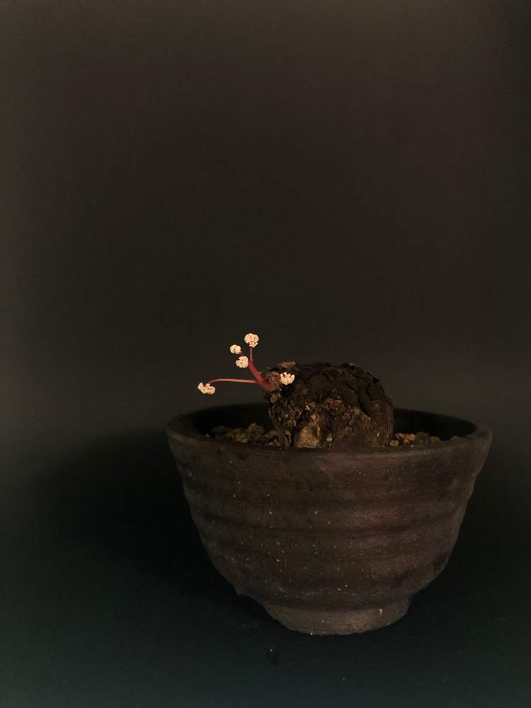 窓辺の画像 by hittyyさん | 窓辺と開花中と植物のある暮らしと塊根とビザール・プランツと緑のある暮らしと塊根植物とステファニア属とステファニアsp.ノヴァと緑大好き❤
