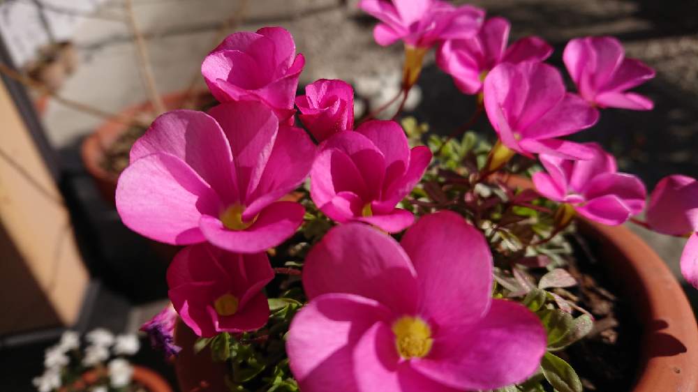 の画像 by Senさん | ピンクの花とオキザリス・桃の輝き♪とチーム岐阜とおうち園芸と鉢植え
