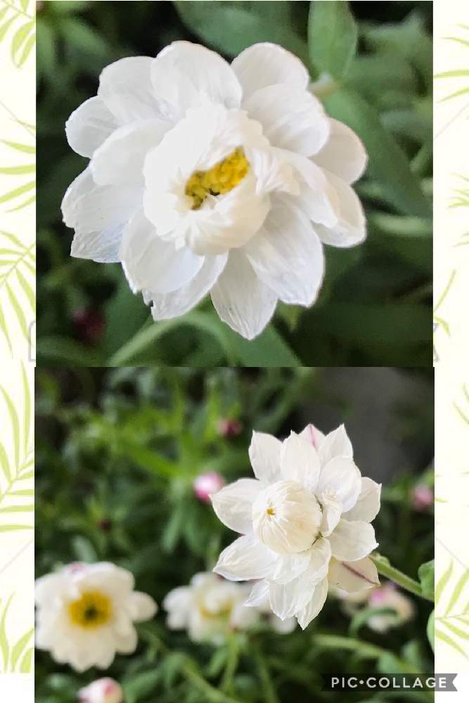小さな庭の画像 by 92Aさん | 小さな庭と花かんざしと沢山咲くよと今を乗切るぞ!とおはなとGS映えと美しく咲くとコロナに負けるな!とみどりと可愛いと花のある暮らしとお庭と晴れと白い花といやされるとGREEN UP!と花が咲く