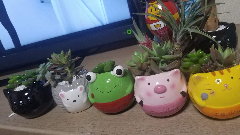 部屋の画像 by さちさん | 部屋と100均容器寄せ植えです。と喜ぶ心♪大切。とほんのり遊ぶとみんなの幸せ願うと多肉に夢中とありがとう♡とプライベート楽しむとGSのみなさんに感謝♡とコロナに負けるな!と2021年コロナ対策‼️と緑が素敵と楽観主義で元気に過ごして行こう❗