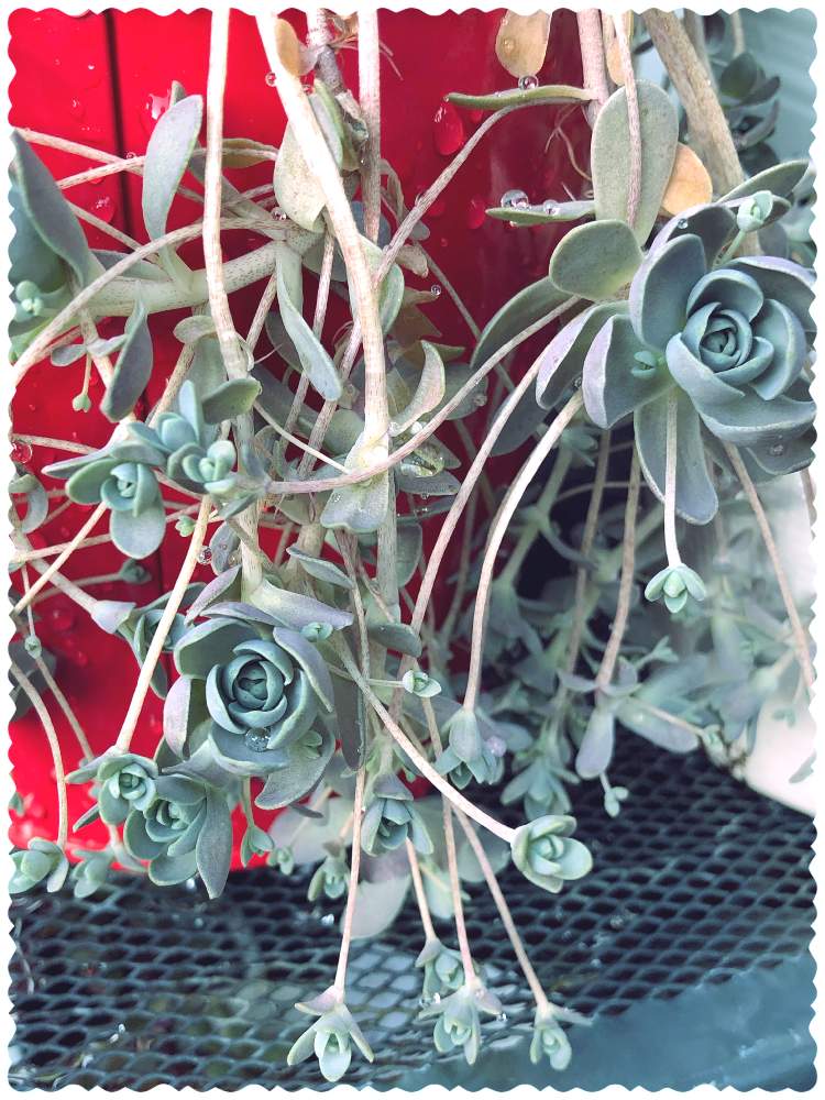 の画像 by ぽ〜め〜ままさん | 子持ち蓮華と多肉植物と(*˘⌣˘*)✿ฺ。おはよう♬と皆様にありがとう♡と♡優しさに感謝♡と☆おやすみ☆と(ㅅ˘˘)♡*.+゜感謝♡とおうち園芸とダイスキ♡( 〃 ❛ᴗ❛ 〃 )♡と♡ 綺麗 ♡と✧︎iPhone8撮影✧︎とだ〜い好き⁂と諒音!頑張って!!と医療現場の人々に感謝と♡私の癒しと花のある暮らしと✩.*˚願い☆。.:*・゜と❤️ 感謝 ❤️とお願いします(>人<;)とコロナ現場医師の悲痛な叫びと♡美しい♡