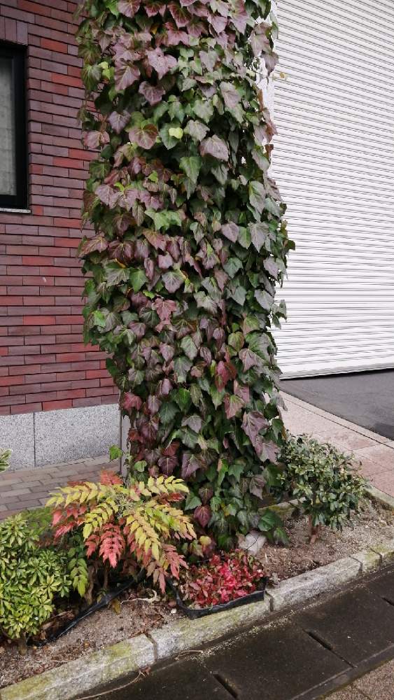 お出かけ先の画像 by 風の駅さん | お出かけ先とオカメヅタとぶらり電動チャリと蔦に愛に恋!2,12,22日