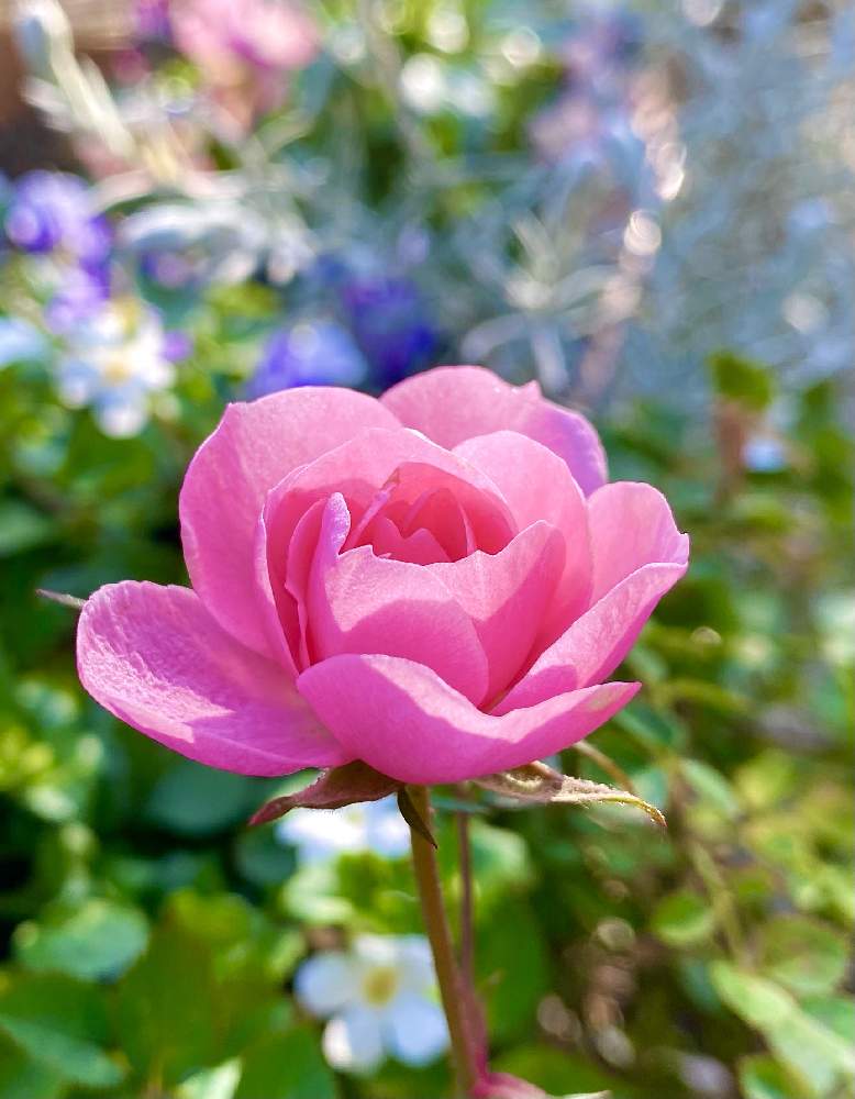 小さな庭の画像 by mikiさん | 小さな庭と薔薇♡とばら バラ 薔薇とミニバラ ミスピーチ姫とバラのある暮らしと皆様に感謝と金曜ローズショーとGSでバラ園と花のある暮らしと薔薇♪とバラ・ミニバラ