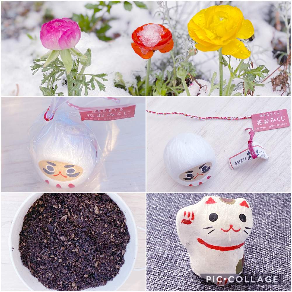 小さな庭の画像 by miccoஐ♡さん | 小さな庭と緑ある暮らしとお花大好き♡とマイガーデンと心ほっこりと庭づくりとグリーン大好きとガーデニングと花のある暮らしとGS皆様ありがとうとお花とグリーンある暮らしと花おみくじとラナンキュラス会といやし♪と日本を元気に♡とニャンニャン祭り