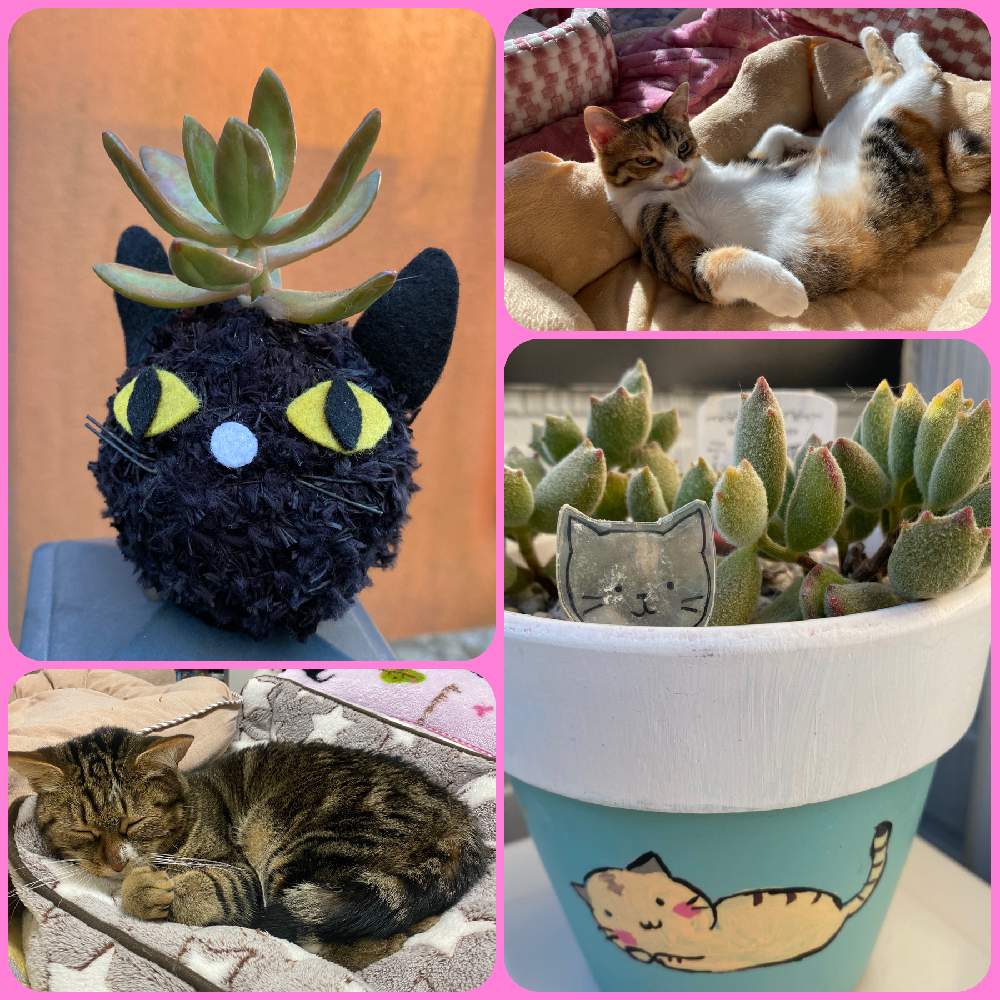 小さな庭の画像 by まつぴよさん | 小さな庭と子猫の爪と銘月と多肉植物とニャンニャン祭りとありがとう♡と多肉女子と繋がりに感謝✨
