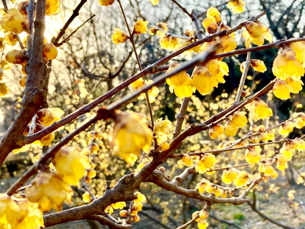 お出かけ先の画像 by ヒーちゃんさん | お出かけ先とロウバイの花 と町田市忠生公園と満月蝋梅と花言葉と慈愛ときいろいはなと甘い香り
