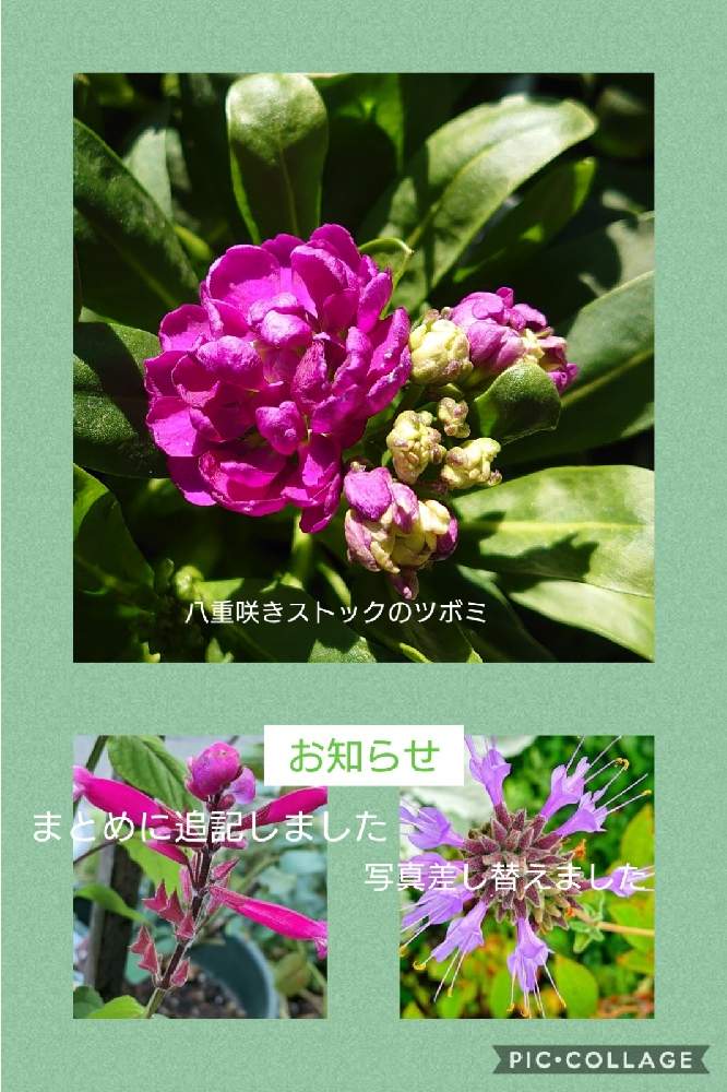 の画像 by トリトンさん | サルビアと八重咲きストックと金曜日の蕾たちとキュンキュン乙女倶楽部と医療・介護の皆様に感謝と癒やされる♡とキュンキュン乙女倶楽部No.183とかわいいと☆GS散歩☆横浜☆とチーム・ブルーNo.009とGS散歩☆横浜