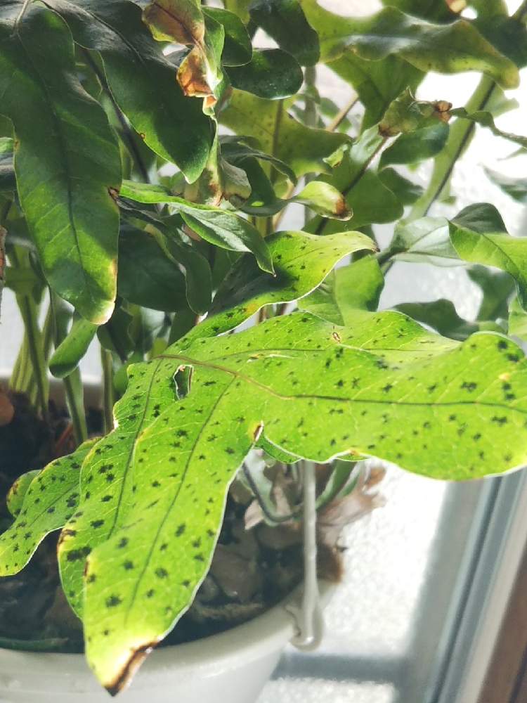 窓辺の画像 by KELO-GUさん | 窓辺と観葉植物と植物のある暮らしとドリナリア ボニーとGS映えとドリナリア属とひやみかち首里城!とおうち園芸と植中毒とシダはいいぞとシダでシダわせと珍奇植物とシダ愛好会と植物に男前なんてない