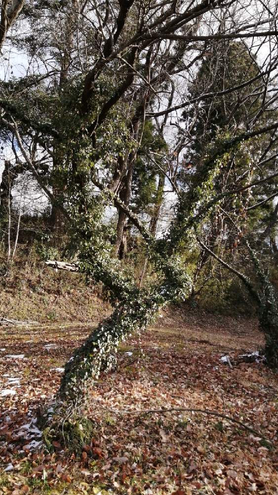 お出かけ先の画像 by 風の駅さん | お出かけ先とさくら サクラ 桜とつたの葉と公園とぶらり電動チャリと蔦に愛に恋!2,12,22日