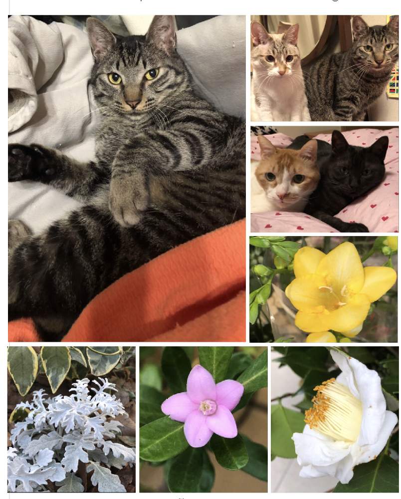 の画像 by 4匹の猫ママさん | 皆様に感謝します^_^と皆様いつも有り難う^_^と可愛い猫^_^とみちのすけさんのニャンニャン祭り^_^
