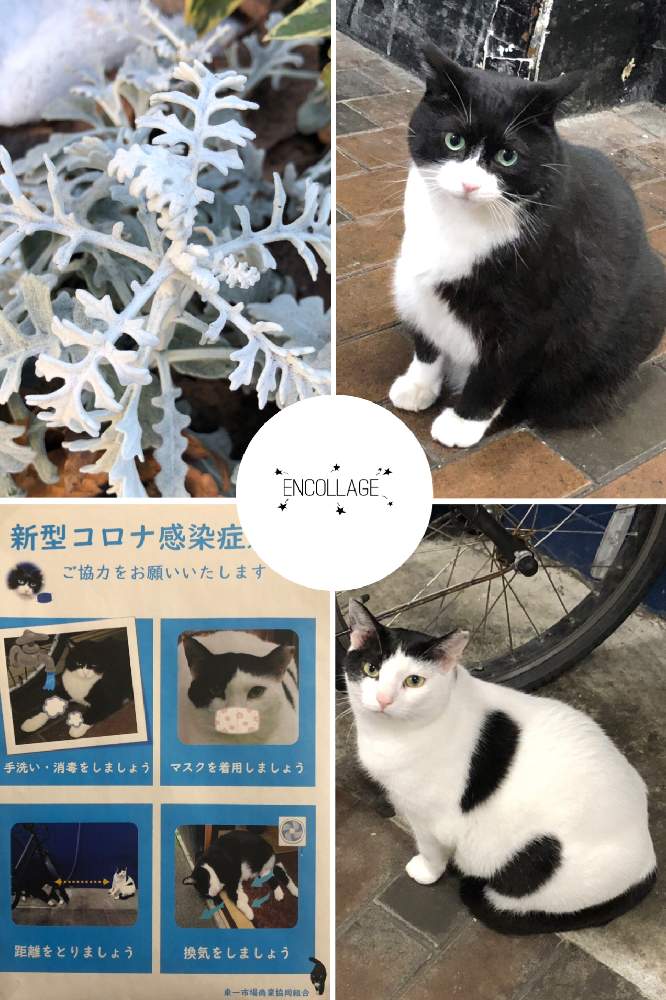 お出かけ先の画像 by 4匹の猫ママさん | お出かけ先と皆様に感謝します^_^とみちのすけさんのニャンニャン祭り^_^と仙台市青葉区界隈と皆様いつも有り難う^_^と街猫と帰宅途中の出会い^_^と新型コロナ感染症対策ポスター