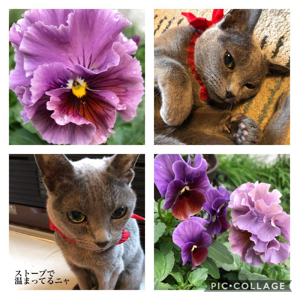 部屋の画像 by ❤︎Hypnotic❤︎さん | 部屋とニャンニャンの日と猫のいる暮らし❤︎とロシアンブルーはるみちゃんと17歳!