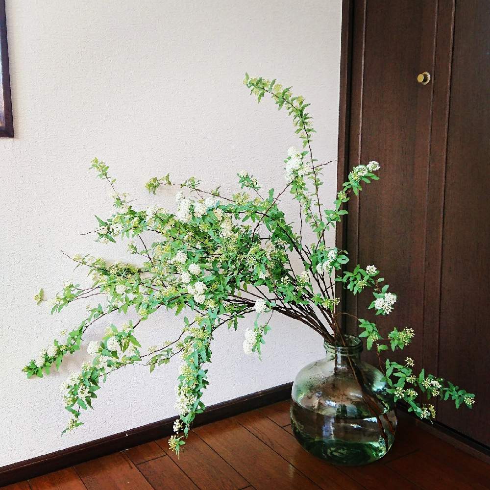 部屋の画像 by hiLa-ya hilaryさん | 部屋と小手毬(こでまり)と枝ものと自分で仕入れと花のある暮らしと切り花とインテリアグリーン