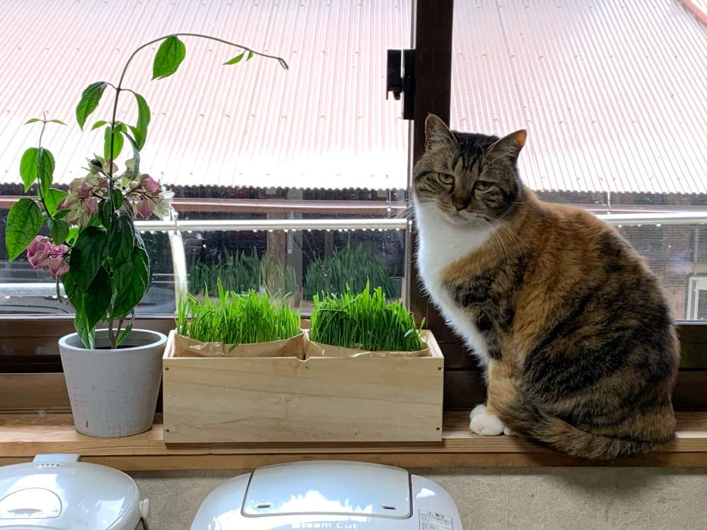 キッチンの画像 by なおちゃんさん | キッチンと猫草と源平カズラとみーちゃんと猫草とのびのび源平カズラとニャンニャン祭り