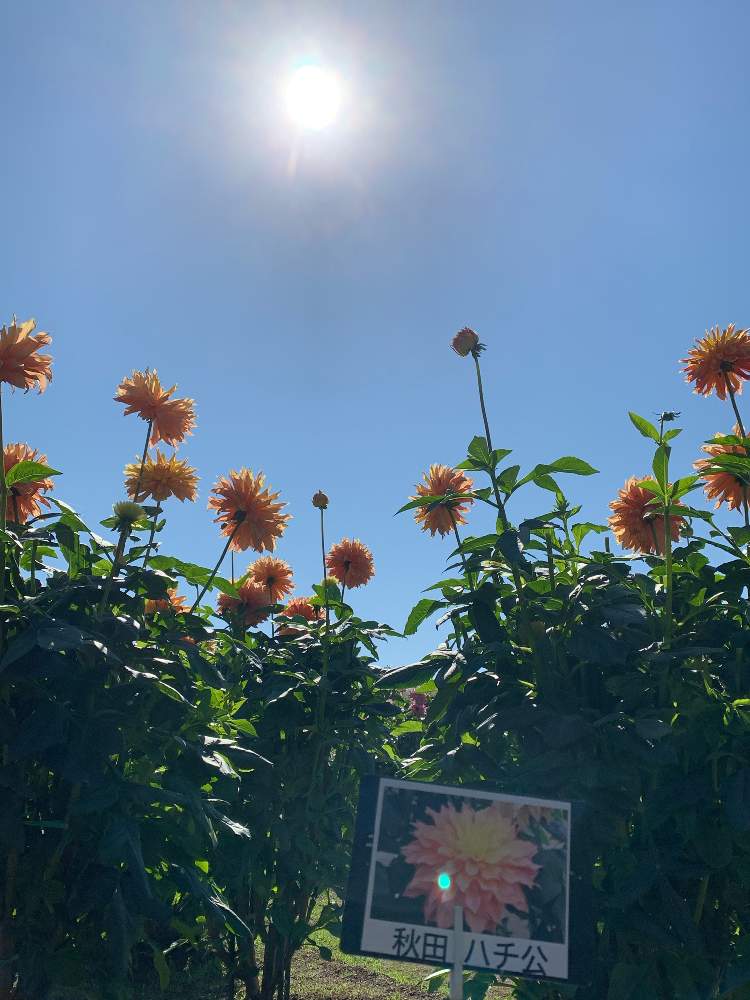 お出かけ先の画像 by ふみちゃんさん | お出かけ先とダリア 秋田ハチ公と秋田国際ダリア園