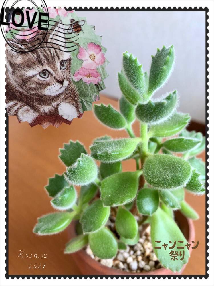 窓辺の画像 by rosa sさん | 窓辺と熊童子と鉢植えと多肉初心者と北海道とニャンニャン祭り