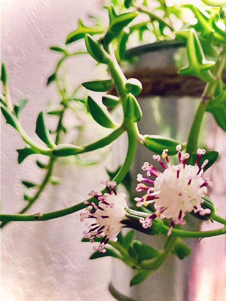 部屋の画像 by あめたさん | 部屋と多肉植物の育成と植物大好きと見てくださりありがとうとドルフィンネックレス♡と多肉のある暮らしと頑張って育てますとドルフィンネックレスのお花と多肉初心者