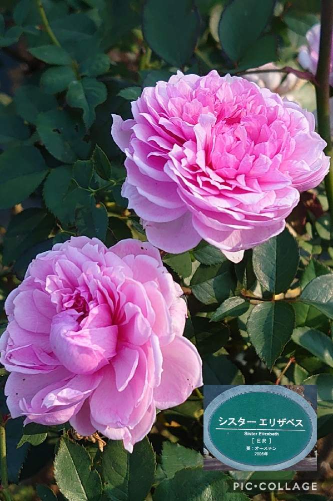 の画像 by トリトンさん | 薔薇と薔薇 シスターエリザベスと金曜ローズSHOW!と医療・介護の皆様に感謝とピンク❤︎ピンクと癒やされる♡と生田緑地ばら苑と金曜ローズショーとキュンキュン乙女倶楽部No.183とかわいいとチーム・ブルーNo.009とGS散歩☆川崎