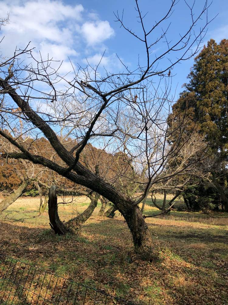 広い庭の画像 by ダンボ、サリー、シンバさん | 広い庭と栗の木と医療・介護の皆様に感謝とコロナウイルスの終息を願う!と山野草と庭の木々とバラと夢CLUB