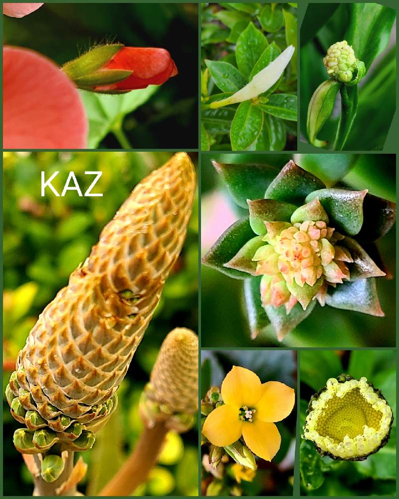 広い庭の画像 by Kazさん | 広い庭とアロエとエケベリアと多肉植物と金曜日の蕾たちと観葉植物とおうちde菜園とお気に入り♡と癒しとマイガーデンとインテリアと植物とおうち園芸と緑のある暮らしとアロエ属とタニラーとガーデニングと花のある暮らしとお花