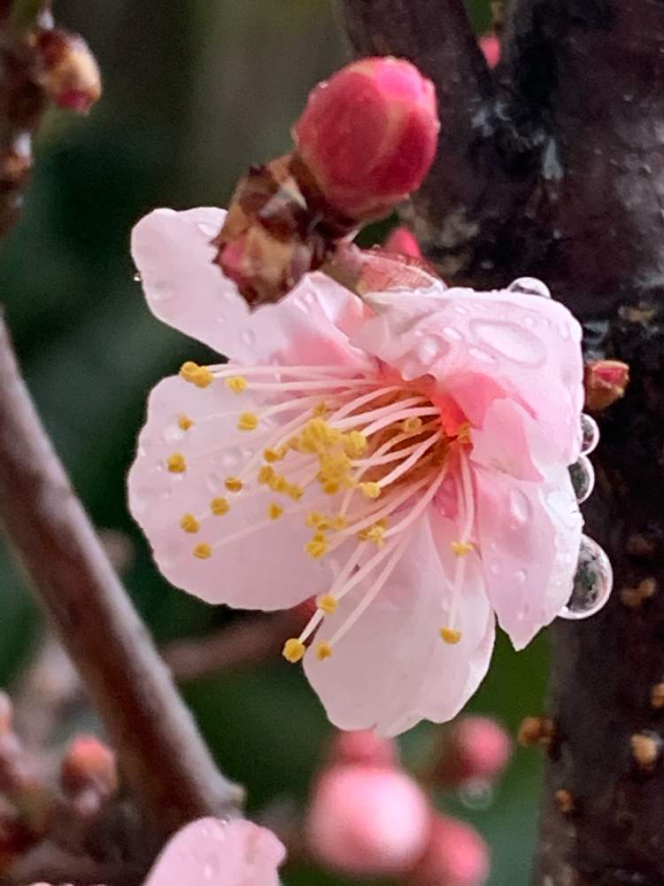の画像 by ✨liquor poirot✨(ポアロ)さん | 梅の花と梅の蕾が♡と梅の蕾と花