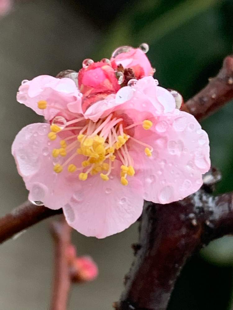 の画像 by ✨liquor poirot✨(ポアロ)さん | 梅の花と梅の蕾が♡と梅の蕾と花
