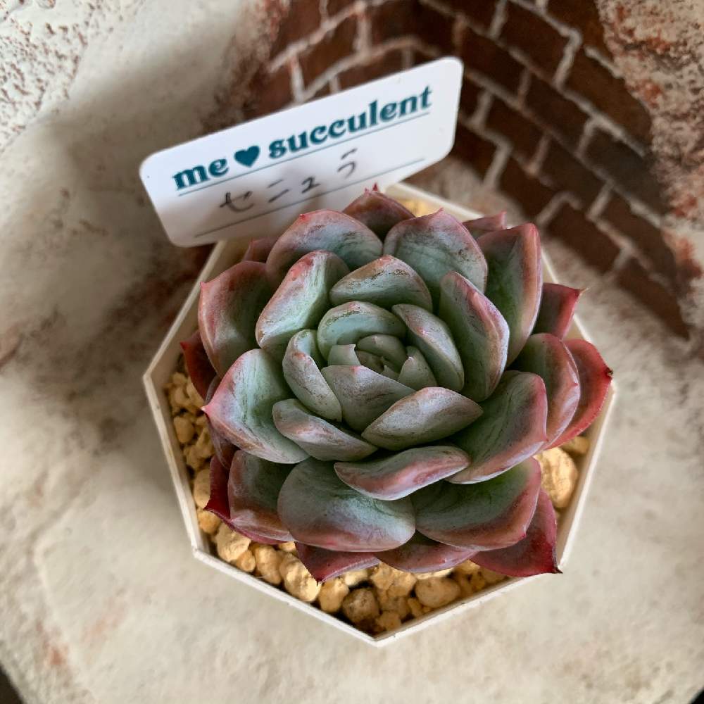 窓辺の画像 by リトmegさん | 窓辺と多肉植物とme♡succulentと多肉大好きと多肉のある暮らしと多肉植物のある暮らしとno green no lifeとおうち園芸と今日の一枚と紅葉(こうよう)とエケベリア属とタニラーと成長記録とgreenと北海道と室内管理とsucculent