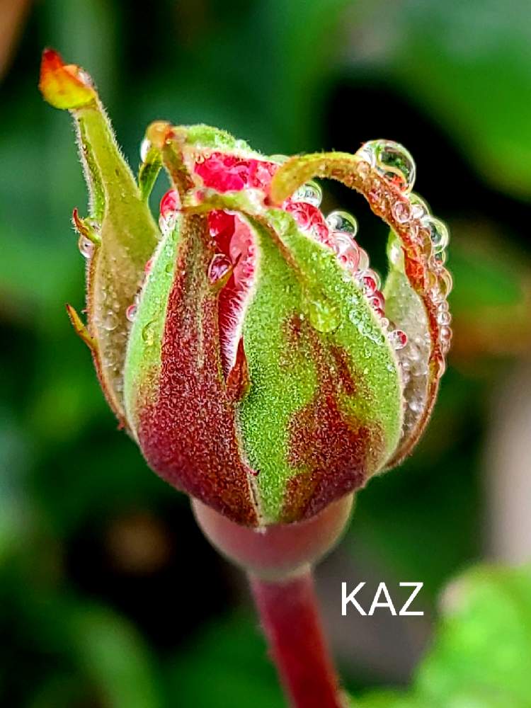 窓辺の画像 by Kazさん | 窓辺とバラと金曜日の蕾たちと観葉植物とおうちde菜園とお気に入り♡と癒しとマイガーデンとおうち園芸と緑のある暮らしと金曜ローズショーとガーデニングと花のある暮らしとお花