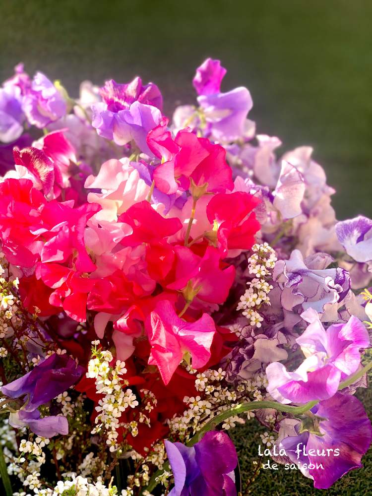 の画像 by ララフルールさん | スイートピーと甘い香りと花と緑のある暮らしとウィークエンドフラワーとスイートピーの日