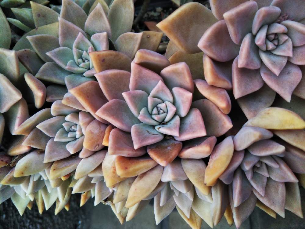 エクステリアの画像 by はははさん | エクステリアと多肉屋敷と多肉植物と朧月斑入りと観葉植物とグラプトペタルム属とおうち園芸とグラプトペタルムとグラプトペタルム・ラベンダーフォームとグラプトペタルム ラベンダーフォームと紅葉多肉とグラプトペタルム・パラグアイエンセ バリエガータと群生派