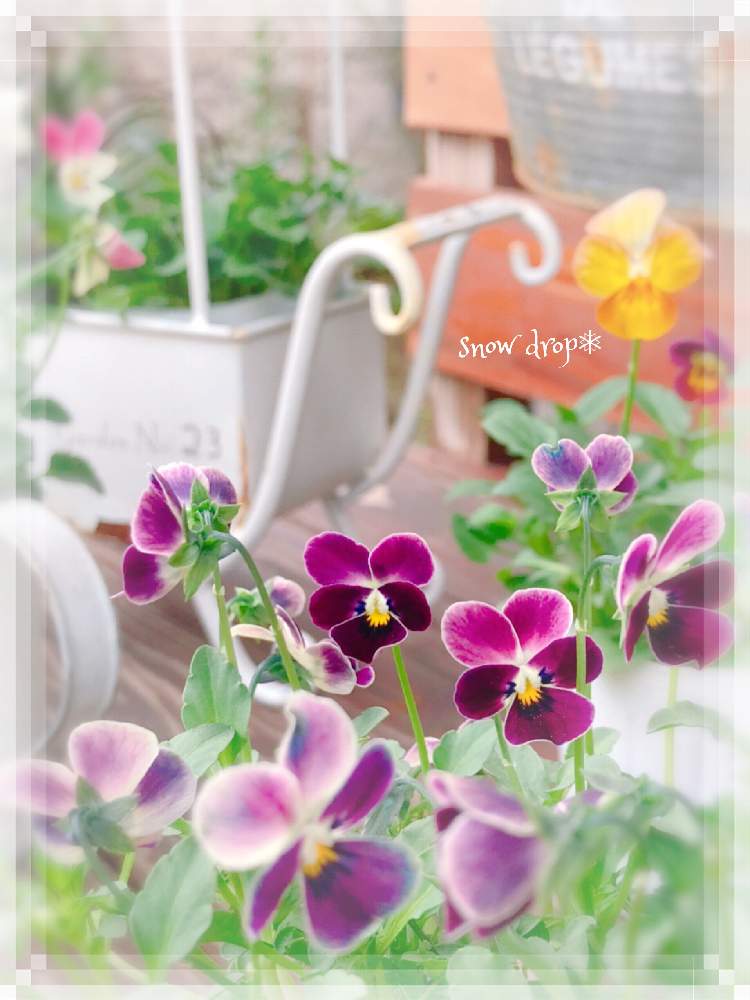 広い庭の画像 by 雪のしずく*さん | 広い庭とビオラ・パンジーとつぶらなタヌキと感謝カンゲキ雨嵐とHappiness☆と自己大満足♡と見元園芸とあつまれ どうぶつの里としずく′s パンジー・ビオラ