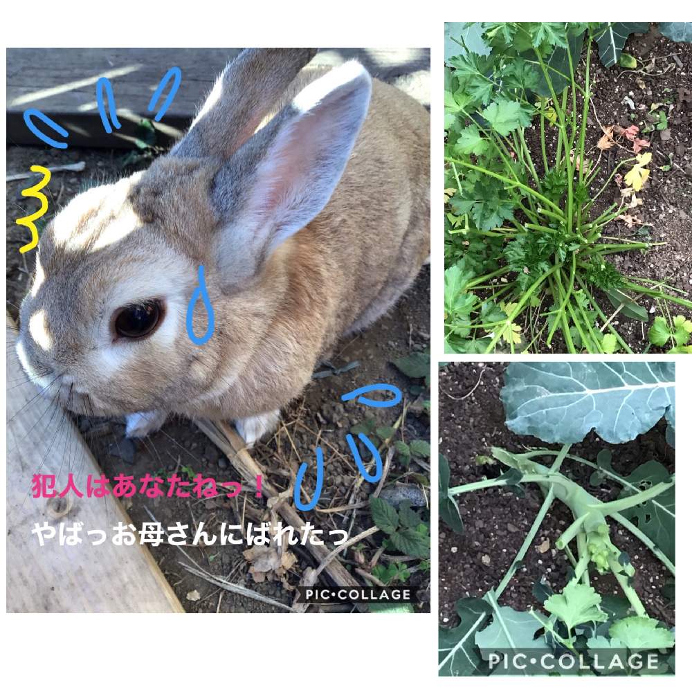 畑の画像 by 撫子さん | 畑とイタリアンパセリ♡とブロッコリー栽培と犯人は…うさちゃんΣ(・□・;)