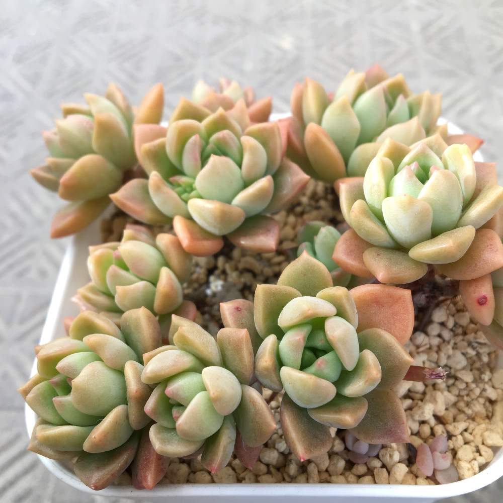 バルコニー/ベランダの画像 by あずこさん | バルコニー/ベランダとマッコスと多肉植物と冬越しと100均とノンフィルターと100均多肉と極狭ベランダガーデンとあずこマッコス