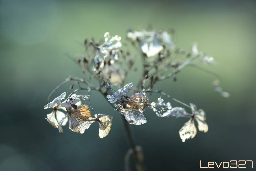 お出かけ先の画像 by Levo327さん | お出かけ先とアジサイと紫陽花と枯れ系と散歩と玉ボケと背景ボケとCanon EOS 5D Mark III