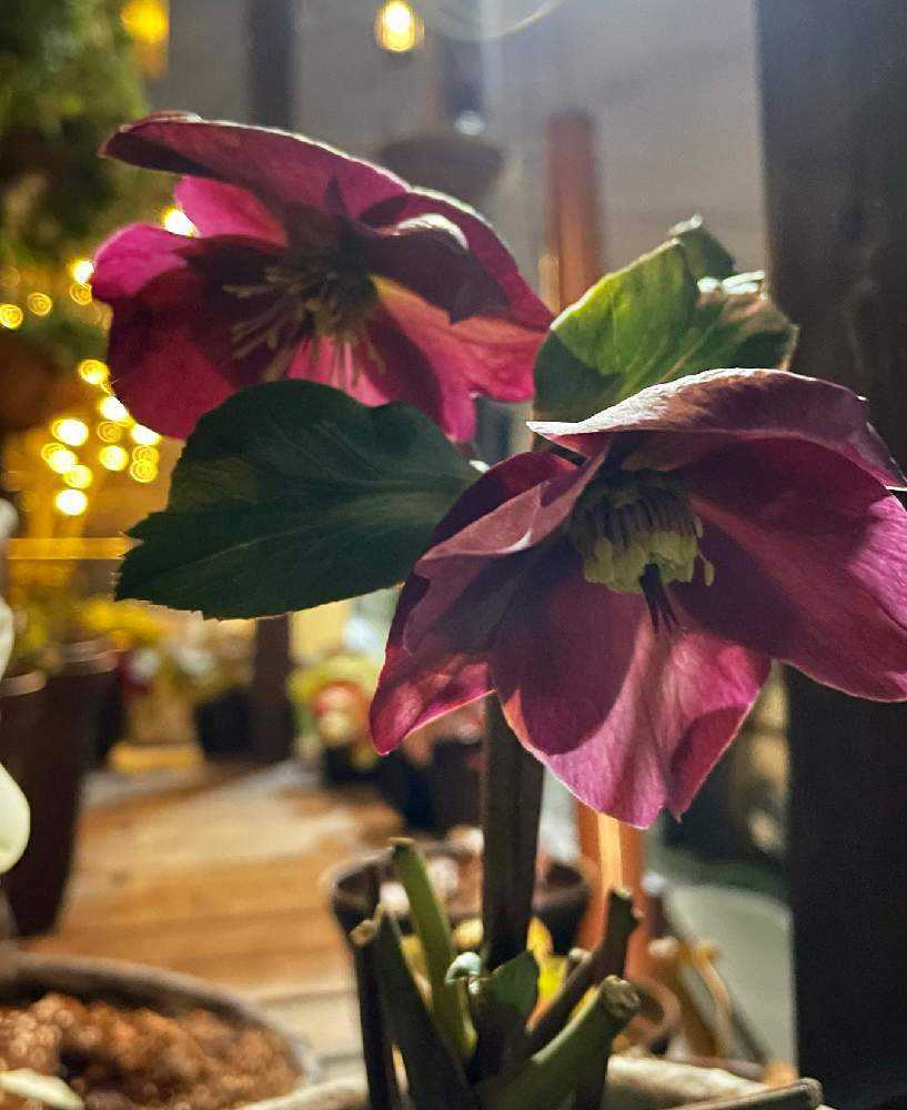 エクステリアの画像 by Jayhawkerさん | エクステリアとクリスマスローズとクリスマスローズ氷の薔薇アーリーレッドと童仙房と花の金曜日と目が覚めるPic