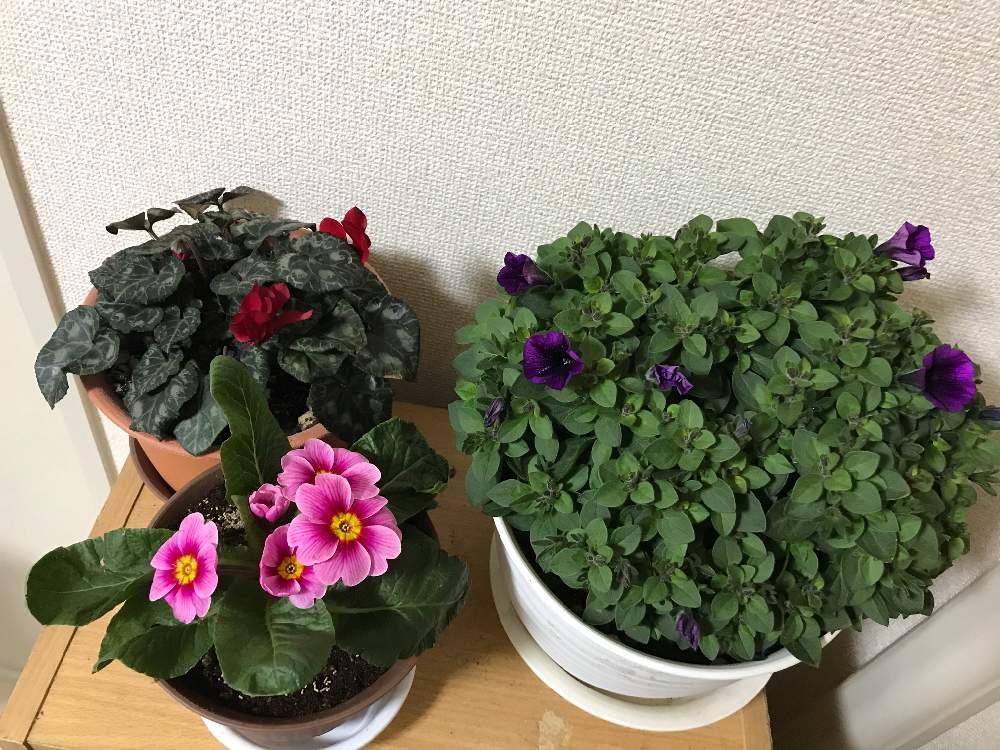 バルコニー/ベランダの画像 by 熊之助さん | バルコニー/ベランダとシクラメンとジュリアンとペチュニア ギュギュ