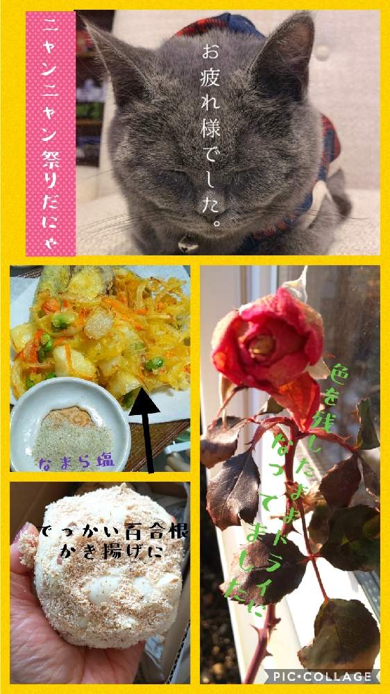 小さな庭の画像 by Mintさん | 小さな庭と薔薇 ビブレ バカンスとニャンニャン祭りと介護の癒しとおうち時間とおうち園芸とコロナに負けるな!とにゃんにゃん祭りと季節の行事を楽しむと冬を楽しむと北海道