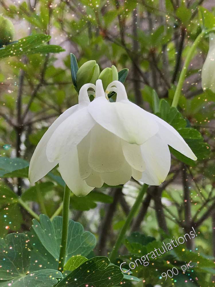 小さな庭の画像 by のえるママさん | 小さな庭と白花ミヤマオダマキとミヤマオダマキとチーム・ブルーNo.042とありがとう♡とin札幌とin北海道と花のある暮らしとチーム・ブルーとiPhone撮影と㊗️カタカゴさん900picと純白マニアと白い花と過去picと高山植物類