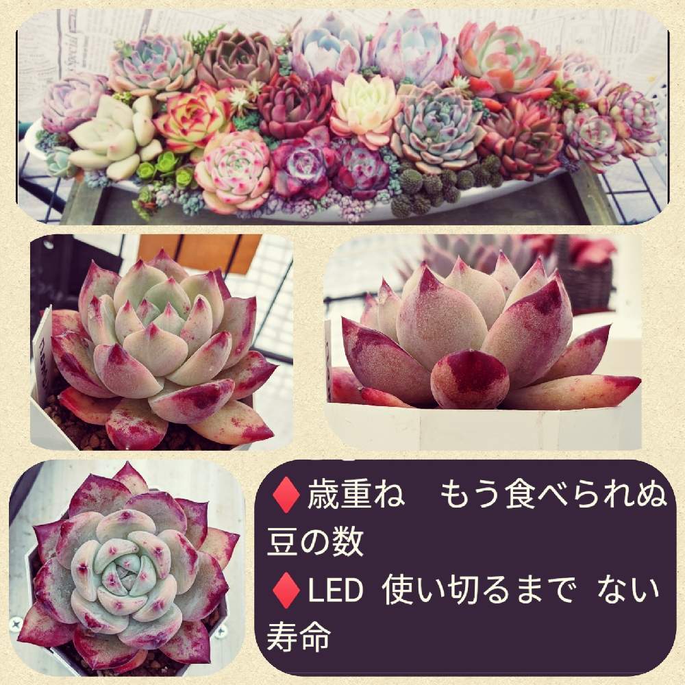 小さな庭の画像 by みいこさん | 小さな庭と多肉植物とコロラビン♡とおうち園芸