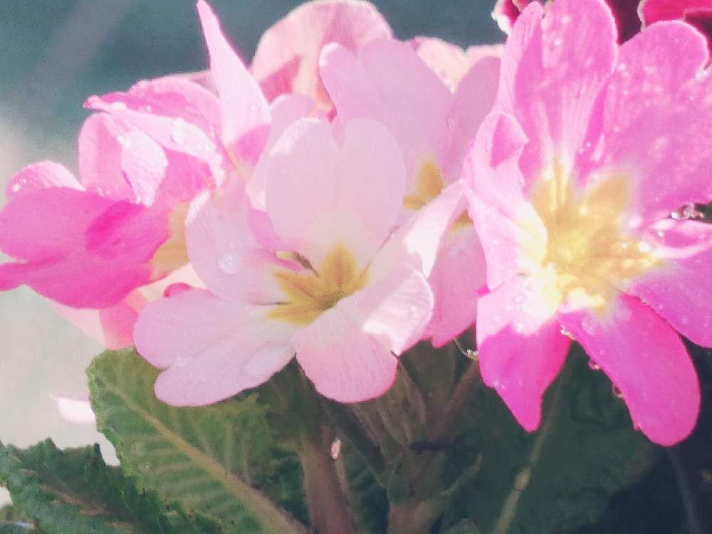 テラスの画像 by Hirochan* flowersさん | テラスと寒さに負けないと医療・介護の皆様に感謝とGSの皆さまに感謝♡といつもありがとう♡と寄せ植えとコロナに負けるな!とプリムラポリアンサ*とかわぃぃ。ときれ~い❤とふんわり優しい色とうっとりとお花好きの人と繋がりたい