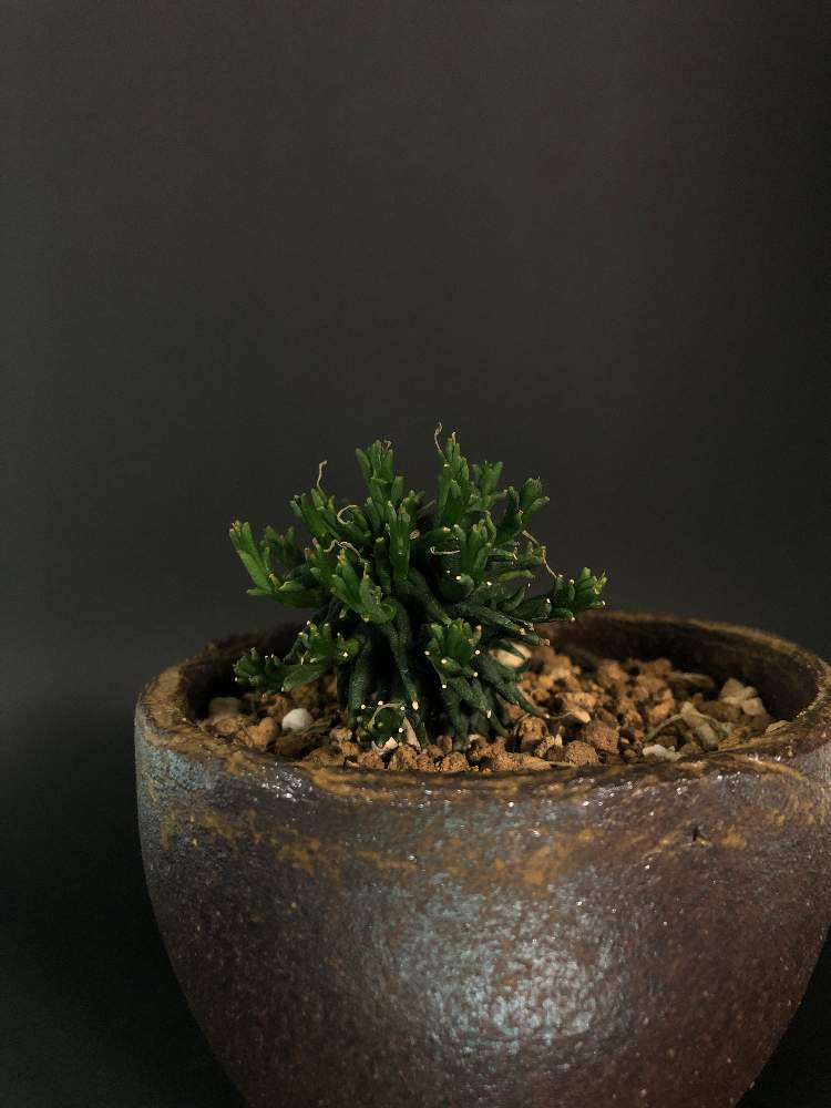 窓辺の画像 by hittyyさん | 窓辺とユーフォルビアファシクラータと植物のある暮らしと緑のある暮らしとユーフォルビア歓喜天と綺麗な緑❤とユーフォルビアと緑大好き❤