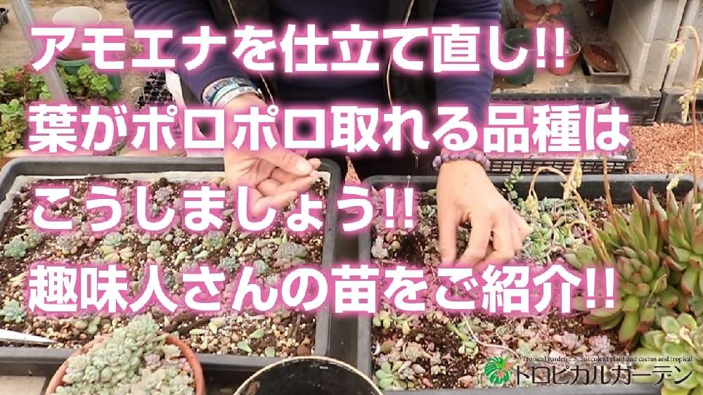 小さな庭の画像 by トロピカルガーデン埼玉さん | 小さな庭と多肉植物と韓国苗販売とおうち園芸とエケベリア属と多肉女子とトロピカルガーデン群馬とタニラーと多肉植物販売群馬とトロピカルガーデンと多肉植物販売埼玉と多肉植物 エケベリアとsucculent plantsとEcheveriaとsucculentとトロピカルガーデン埼玉