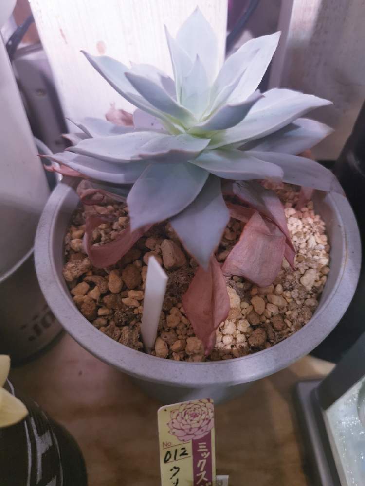 部屋の画像 by ひろさん | 部屋とエケベリア カンタービレと多肉中毒と多肉植物とGSでお買い物とサボテン科とアガベ AGAVEと観葉植物と植物のある暮らしとディッキアとよろしくお願いしますとユッカ属とGS映えと多肉のある暮らしとAgaveのアガベとGS日和とコーデックスとおうち園芸とGSミニモニ。とお部屋と多肉植物とコロナおしりペンペン( ・᷄ὢ・᷅ )と熱帯植物とアガベ属